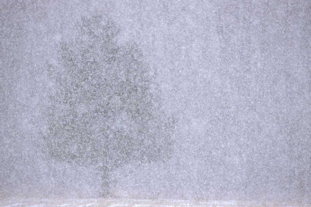 MI, White pine in a heavy snow squall art print by Mark Carlson for $57.95 CAD
