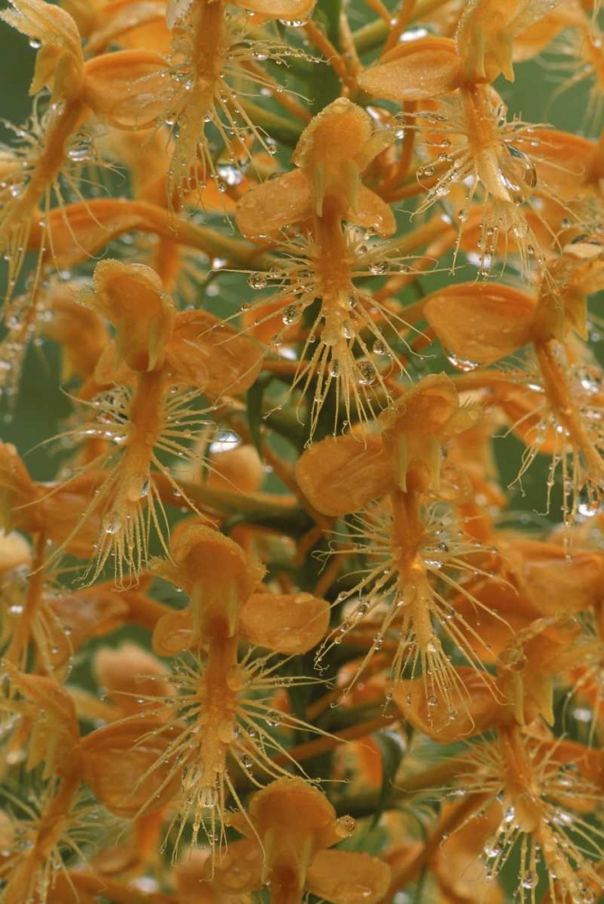 Michigan, Yellow fringed orchid with dew art print by Mark Carlson for $57.95 CAD