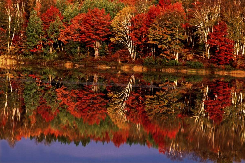 United States, MI, Fall reflects in Thornton Lake art print by Dave Welling for $57.95 CAD