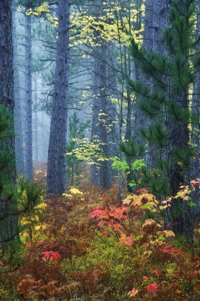 Michigan Fall foliage and pine trees in fog art print by Nancy Rotenberg for $57.95 CAD