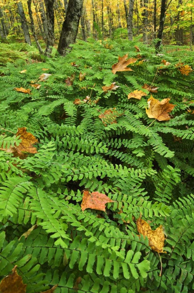 Michigan Fallen leaves on ferns in forest art print by Nancy Rotenberg for $57.95 CAD