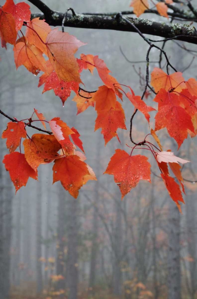 MI, Red maple leaves hang in a foggy forest art print by Nancy Rotenberg for $57.95 CAD