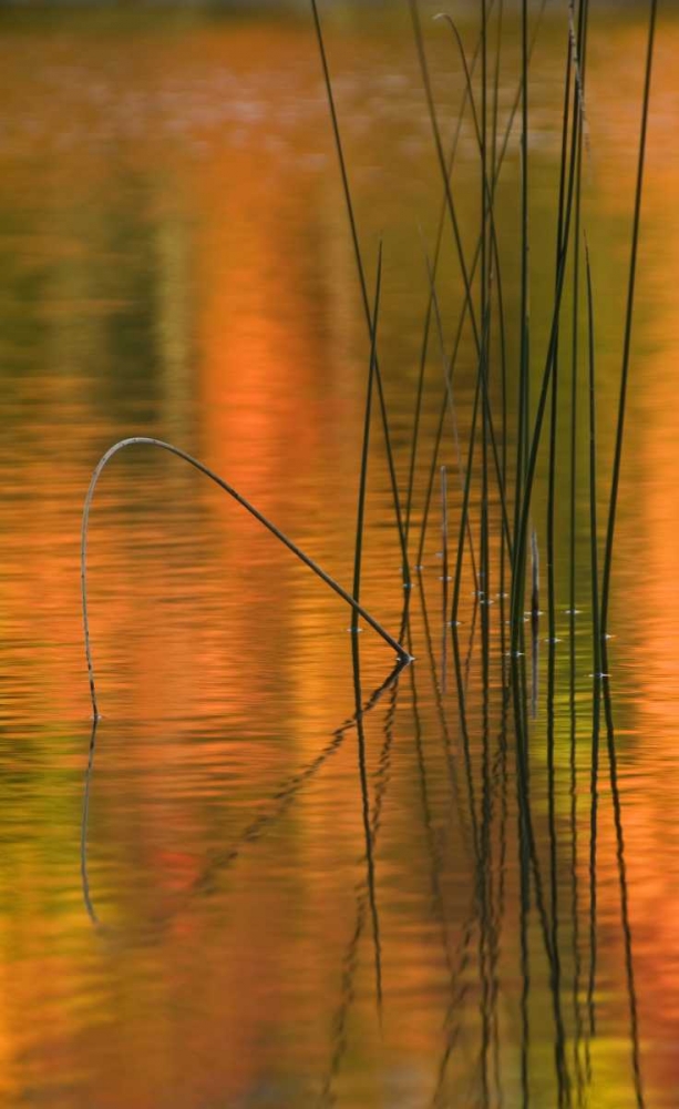 Michigan Reeds in autumn reflections in water art print by Nancy Rotenberg for $57.95 CAD