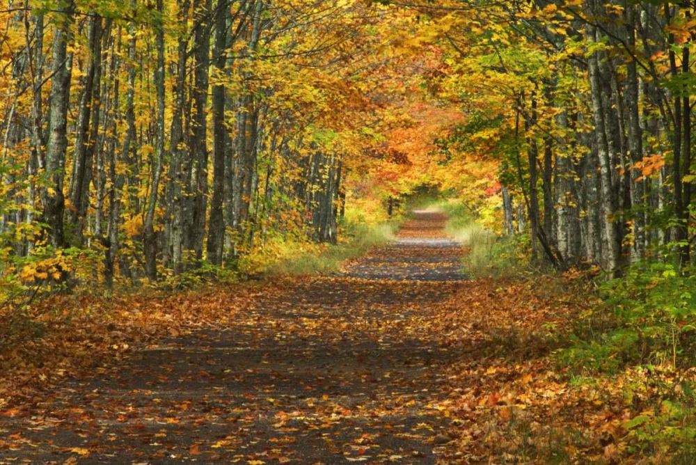 Michigan Roadway into fall foliage art print by Nancy Rotenberg for $57.95 CAD
