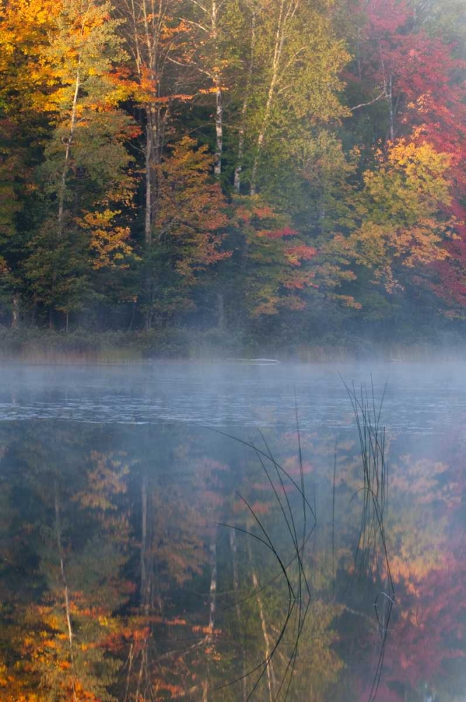 MI, Thornton Lake with fog and tree reflections art print by Nancy Rotenberg for $57.95 CAD