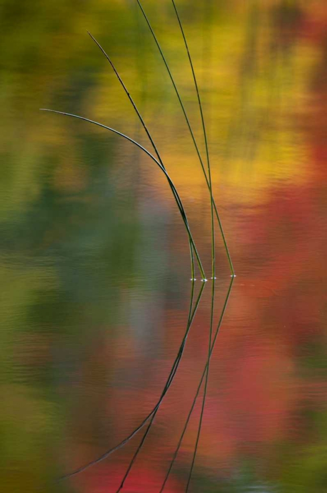 MI, Autumn foliage reflect on Thornton Lake art print by Nancy Rotenberg for $57.95 CAD