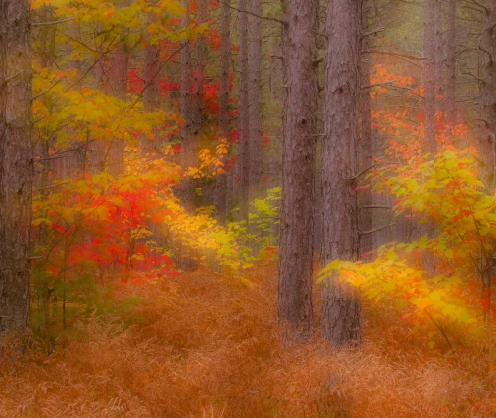 Michigan Soft focus of a forest in autumn color art print by Nancy Rotenberg for $57.95 CAD