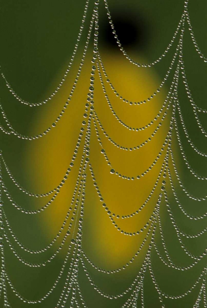 Michigan, Dewy spider web close up art print by Mark Carlson for $57.95 CAD