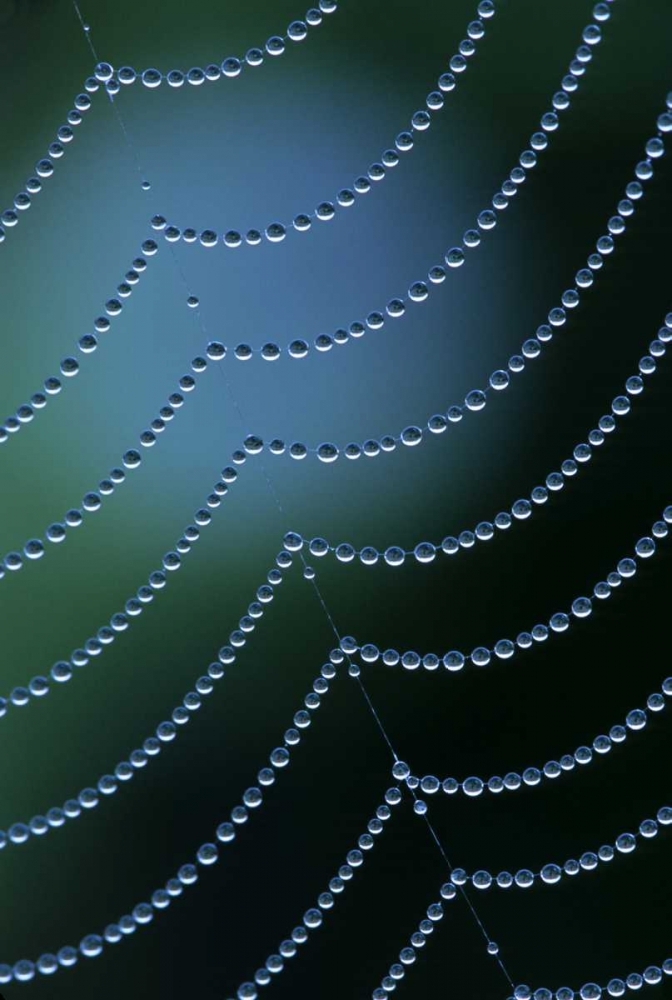 Michigan Diagonal web strand with dewy drapes art print by Mark Carlson for $57.95 CAD