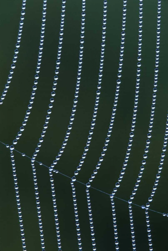 MI, Dew web strands with horizontal junction art print by Mark Carlson for $57.95 CAD