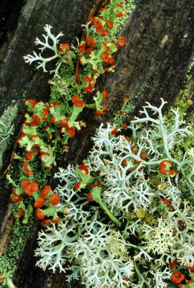 MI, British soldier plant and reindeer lichens art print by Mark Carlson for $57.95 CAD