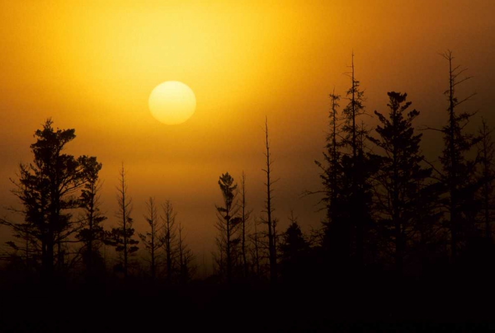 MI, Foggy sunrise over silhouetted evergreens art print by Mark Carlson for $57.95 CAD