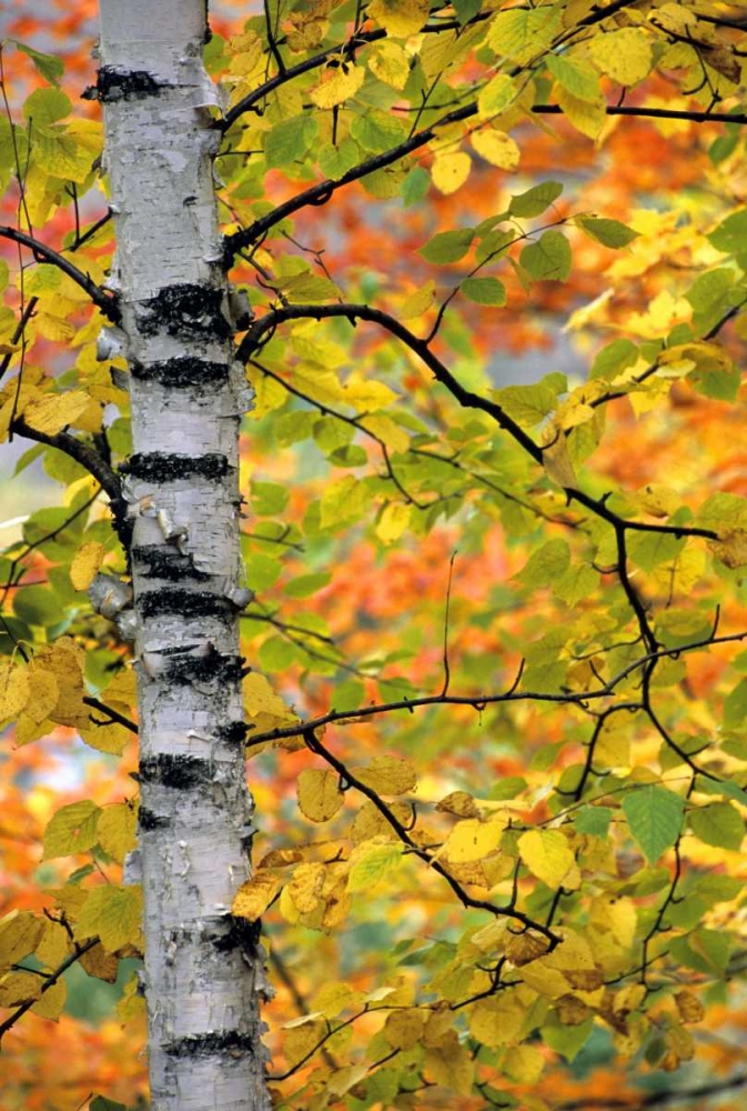Michigan, Upper Peninsula Birch trees in autumn art print by Mark Carlson for $57.95 CAD