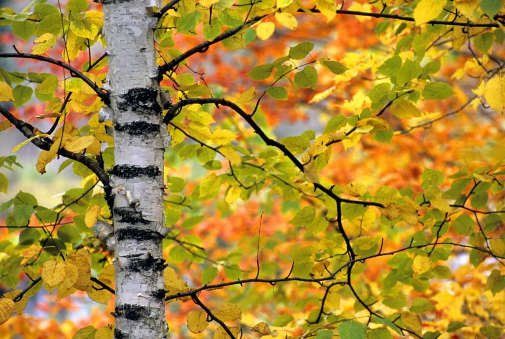 Michigan, Upper Peninsula Birch trees in autumn art print by Mark Carlson for $57.95 CAD