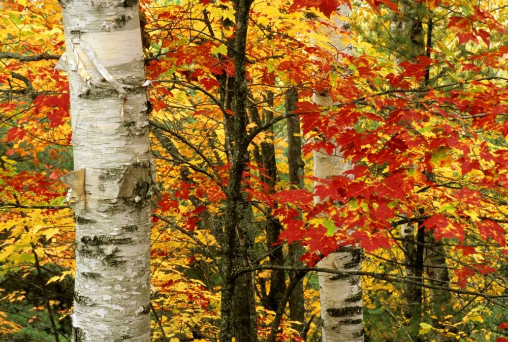 MI, White paper birch tree trunks amid red maple art print by Mark Carlson for $57.95 CAD