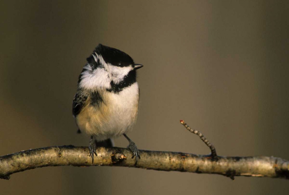 MI, Black-capped chickadee perched in winter wind art print by Mark Carlson for $57.95 CAD
