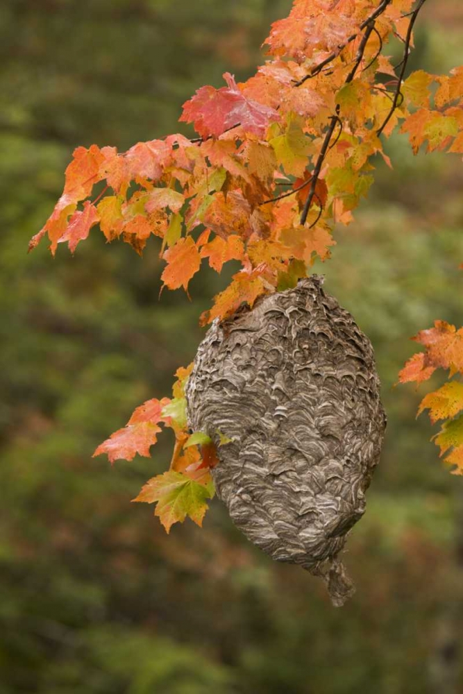 MI, Bald-faced hornet nest in a maple tree art print by Don Grall for $57.95 CAD