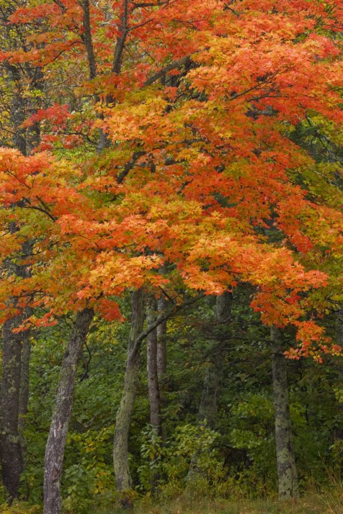 Michigan Autumn maple trees in full color art print by Don Grall for $57.95 CAD