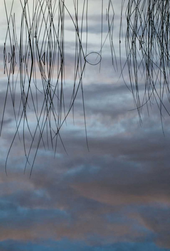 MI, Cloud reflections and reeds in Thornton Lake art print by Nancy Rotenberg for $57.95 CAD