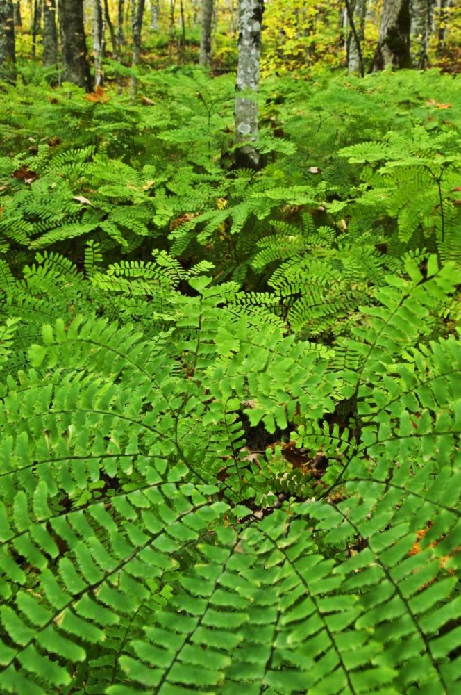 USA, Michigan Maiden hair fern in forest art print by Nancy Rotenberg for $57.95 CAD
