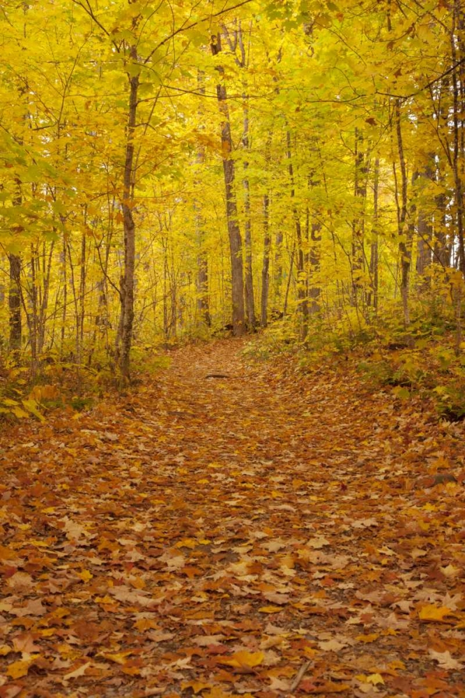 Michigan Fallen maple leaves on trail art print by Don Grall for $57.95 CAD