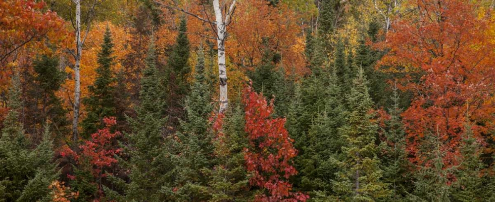 Michigan Evergreens and red maples in autumn art print by Don Grall for $57.95 CAD