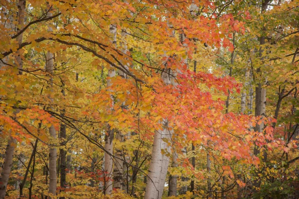 Michigan Red maple trees in autumn color art print by Don Grall for $57.95 CAD