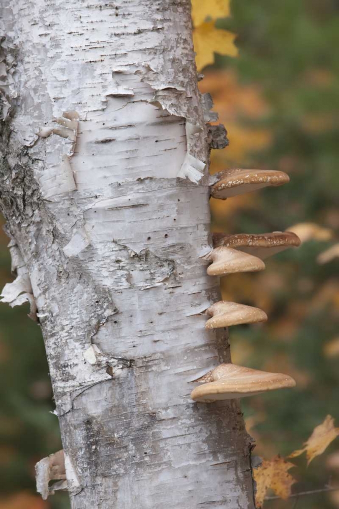 Michigan Shelf mushrooms on birch tree art print by Don Grall for $57.95 CAD