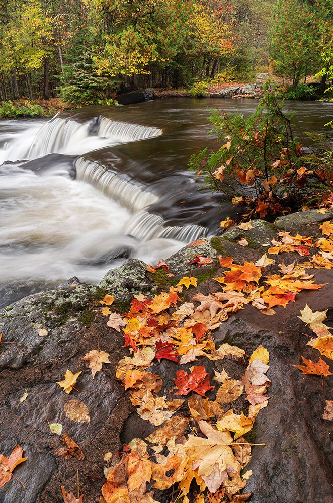 Michigan, Ottawa National Forest, Bond Falls. Fallen maple leaves waterfalls on Ontonagon River. art print by Jaynes Gallery for $57.95 CAD