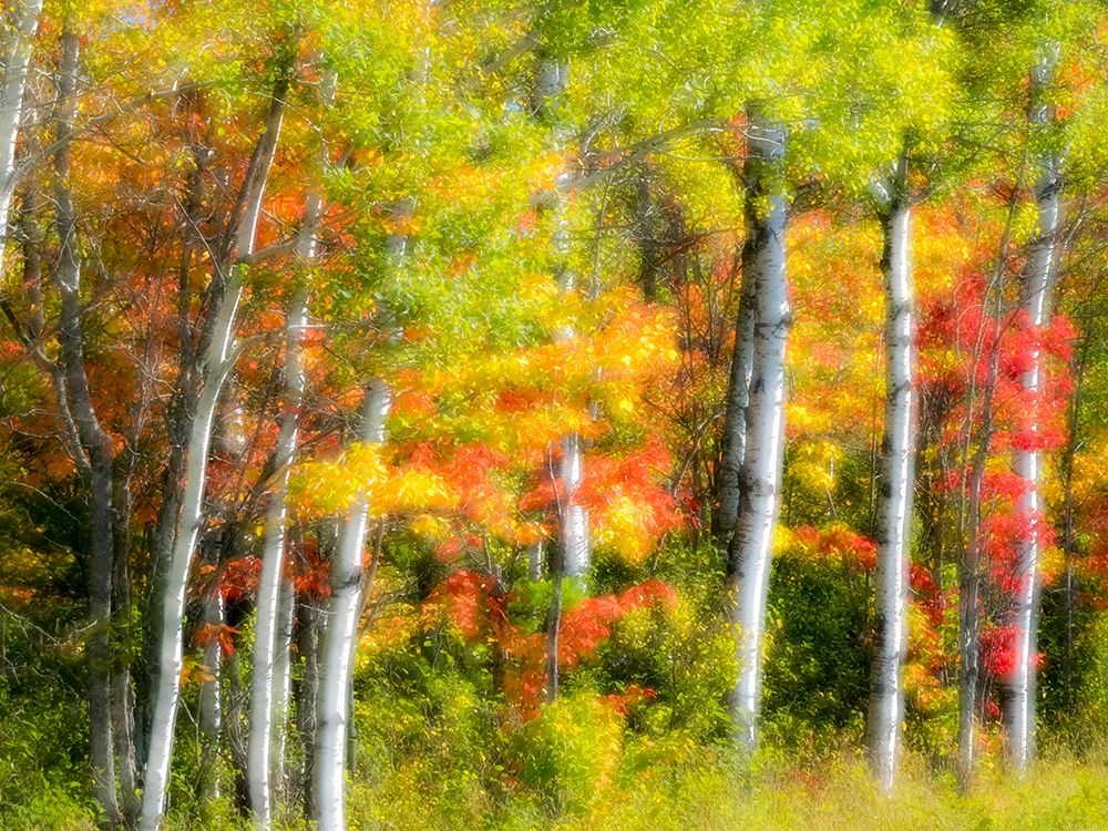 US-Michigan-Upper Peninsula Fall colors in the forest art print by Julie Eggers for $57.95 CAD
