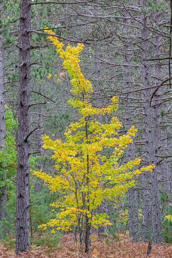 Yellow Maple tree in pine forest in fall-Alger County-Michigan art print by Richard and Susan Day for $57.95 CAD