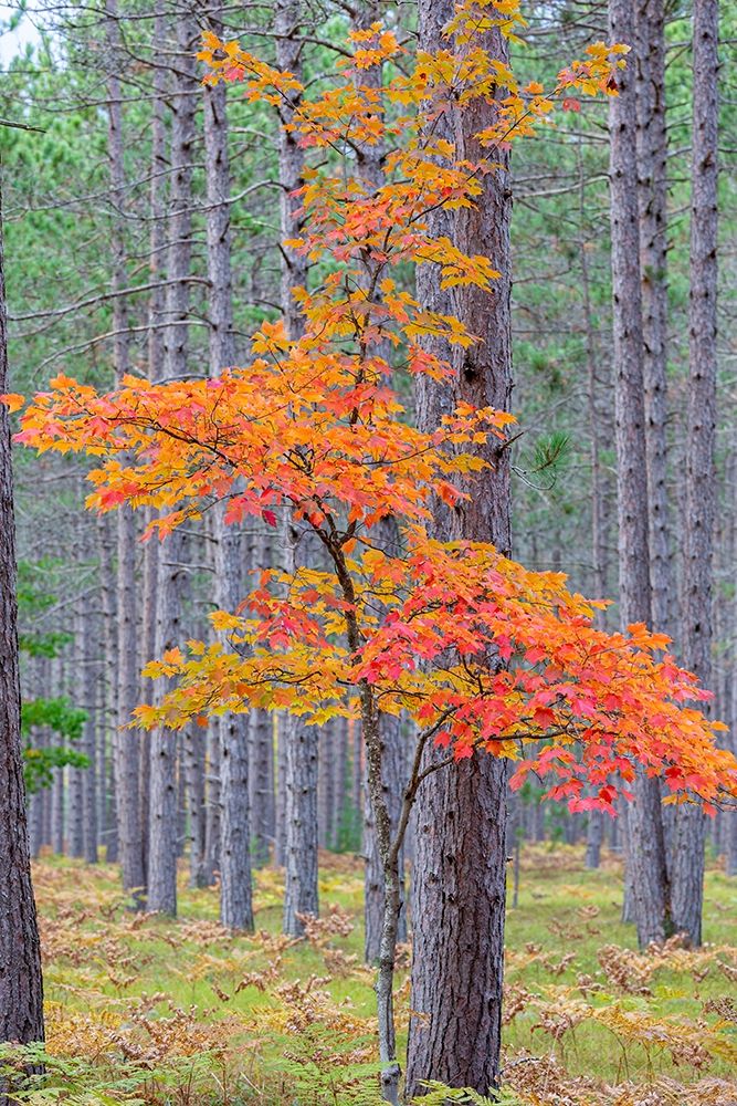 Red Maple tree in pine forest in fall-Alger County-Michigan art print by Richard and Susan Day for $57.95 CAD