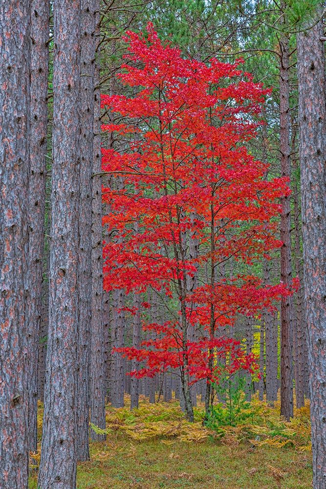 Red Maple tree in pine forest in fall-Alger County-Michigan art print by Richard and Susan Day for $57.95 CAD