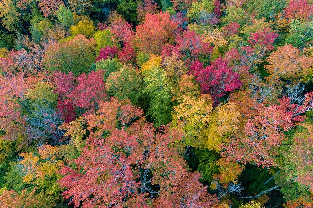Aerial view of Hugoboom Lake in fall color-Alger County-Michigan art print by Richard and Susan Day for $57.95 CAD