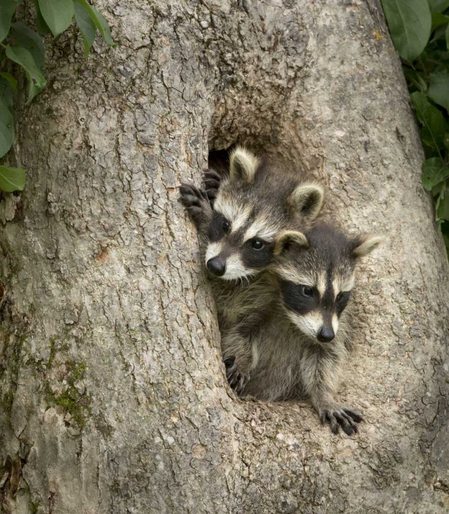 Minnesota, Sandstone Raccoons in a hollow tree art print by Wendy Kaveney for $57.95 CAD