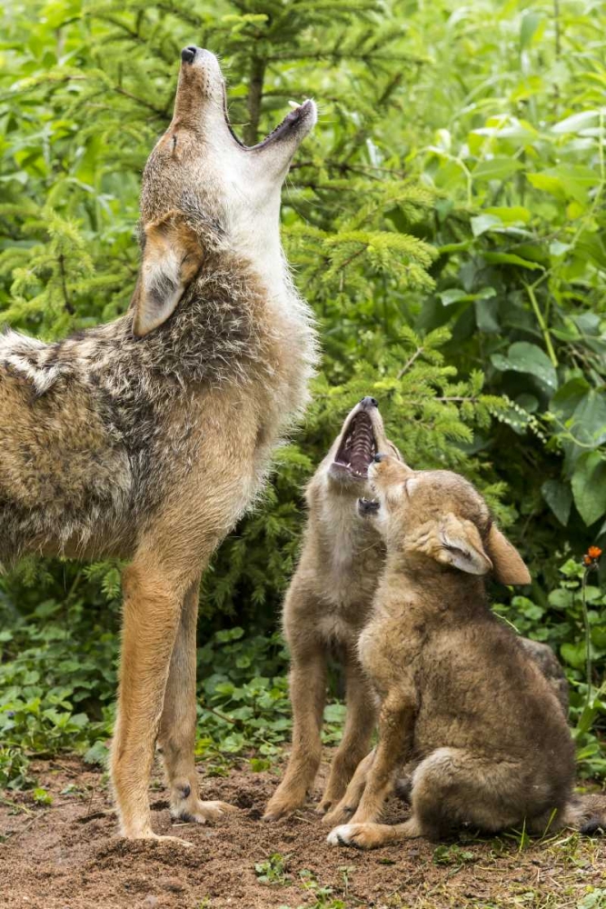 Minnesota, Sandstone Coyote mother and pups howl art print by Wendy Kaveney for $57.95 CAD