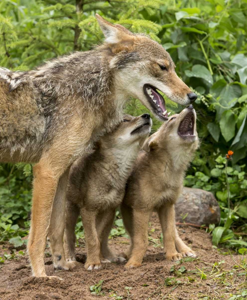 Minnesota Coyote mother and pups begin howling art print by Wendy Kaveney for $57.95 CAD