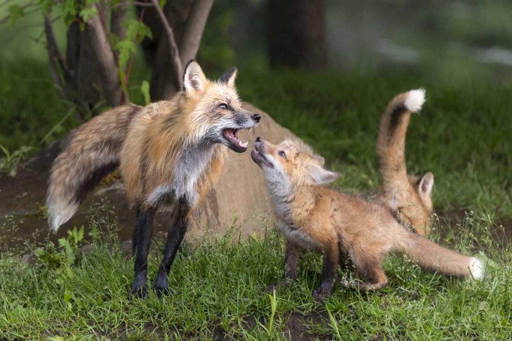 Minnesota, Sandstone Red fox and pup interacting art print by Wendy Kaveney for $57.95 CAD