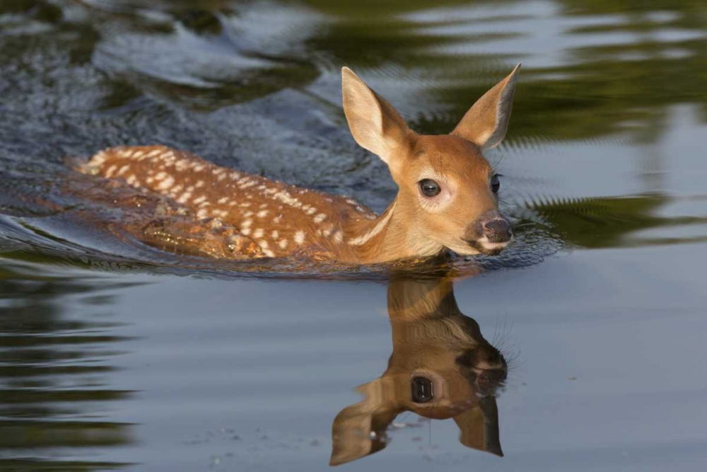 Minnesota White-tailed deer fawn swimming art print by Wendy Kaveney for $57.95 CAD