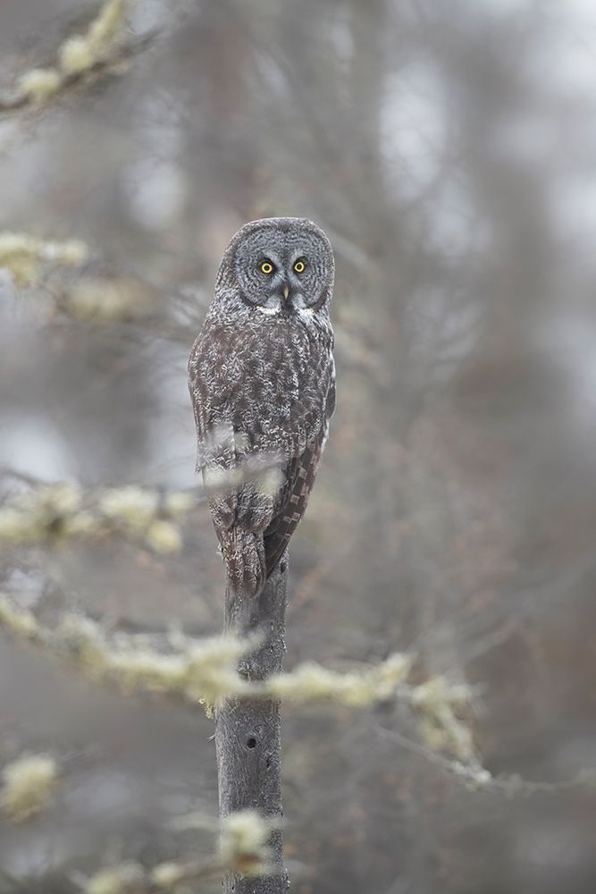 Minnesota-Sax-Zim Bog Great gray owl on tree branch on foggy winter morning art print by Jaynes Gallery for $57.95 CAD