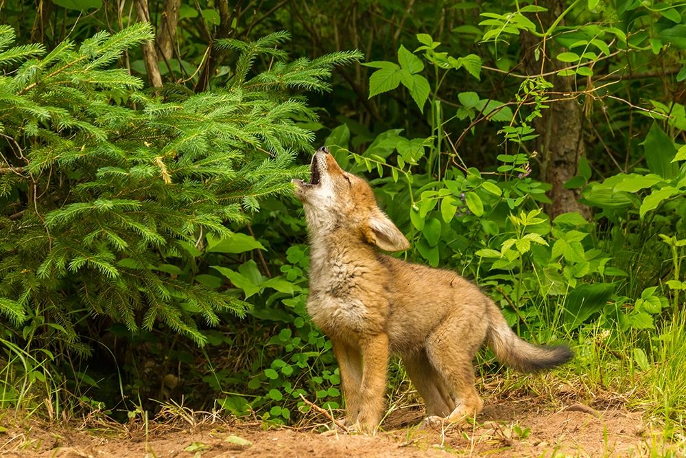 Minnesota-coyote pup howling at den-captive art print by Jaynes Gallery for $57.95 CAD