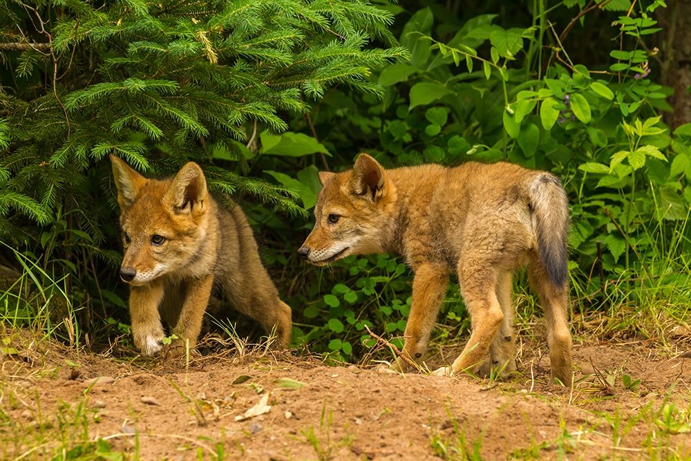Minnesota-coyote pups at den-captive art print by Jaynes Gallery for $57.95 CAD