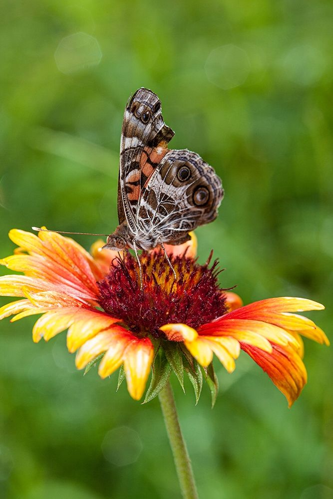A Virginia Lady butterfly lands on Gaillardia art print by Larry Richardson for $57.95 CAD