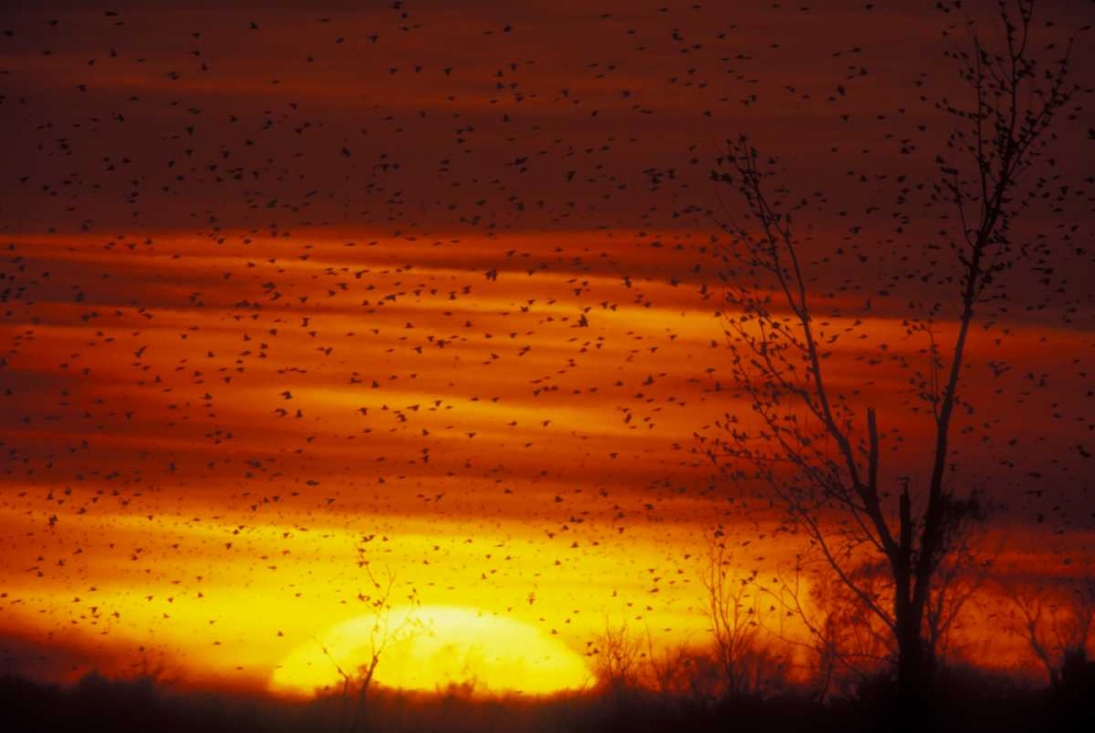 Missouri Blackbirds silhouetted at sunset art print by Arthur Morris for $57.95 CAD