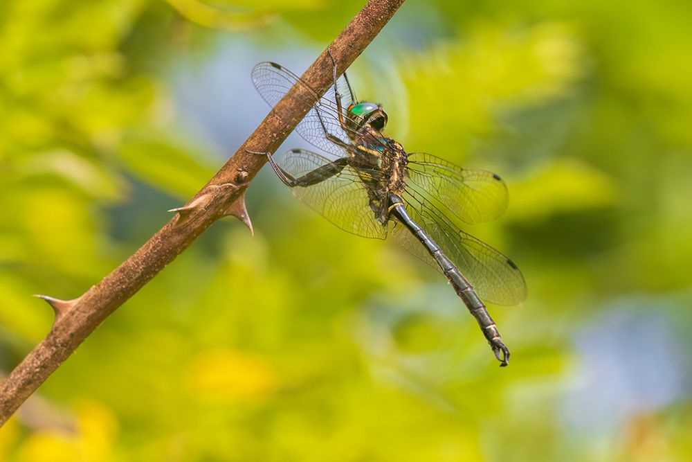 Hines emerald, male. Johnsons Shut-Ins State Park, Reynolds County, Missouri. art print by Richard and Susan Day for $57.95 CAD