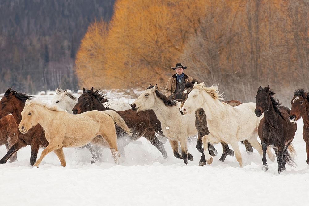 Cowboys during winter roundup-Kalispell-Montana art print by Adam Jones for $57.95 CAD