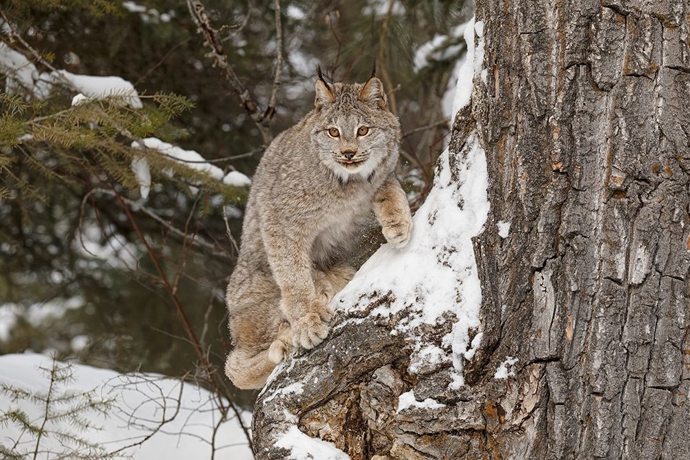 Canada lynx in winter-Lynx canadensis-controlled situation art print by Adam Jones for $57.95 CAD