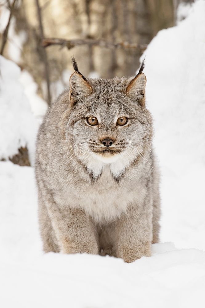 Canada lynx in winter-Lynx canadensis-controlled situation art print by Adam Jones for $57.95 CAD