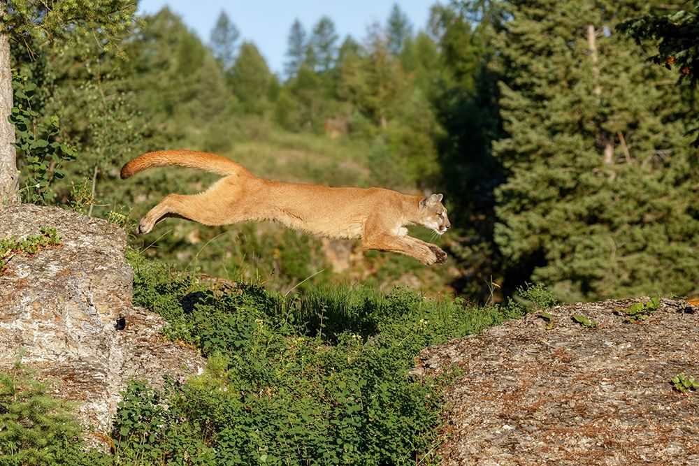 Mountain lion jumping across rocks-Puma concolor-Captive art print by Adam Jones for $57.95 CAD