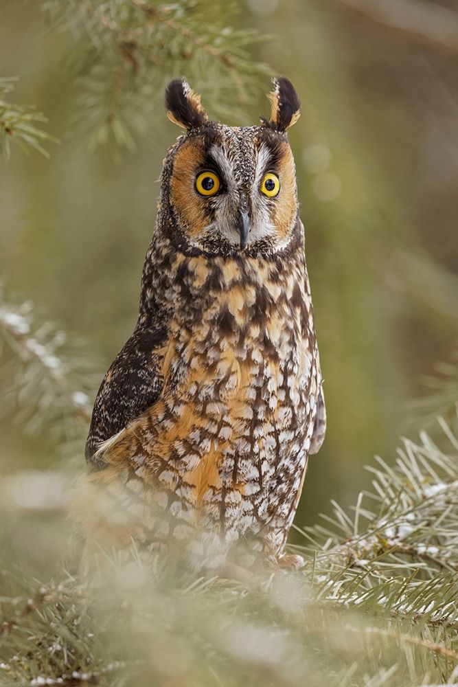 Long-eared owl-Asio otus-controlled situation-Montana art print by Adam Jones for $57.95 CAD